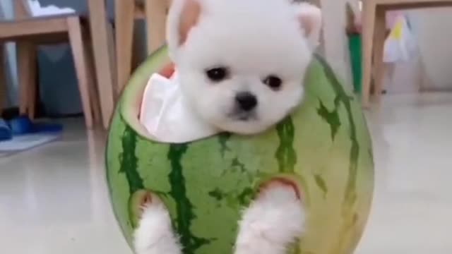 I'm a dog but I love melons. Who likes to eat melon?