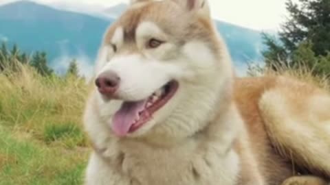 Dogs