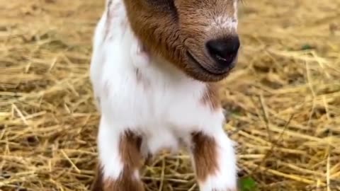 Baby Goat