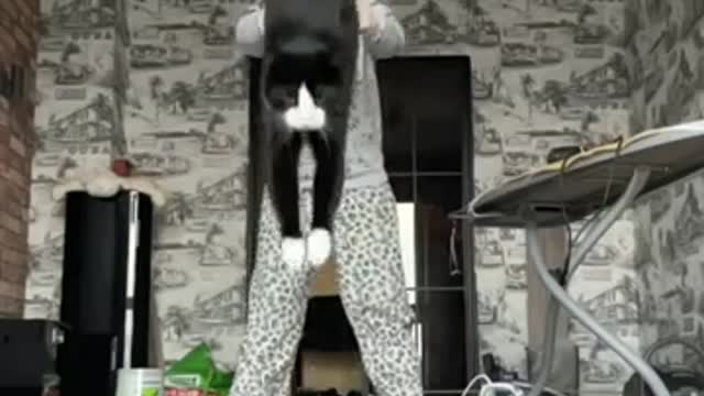 What a stunt/stantcat 2022/cat video