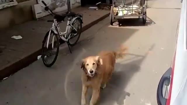 Loyal dog runs after ambulance when owner is taken to hospital