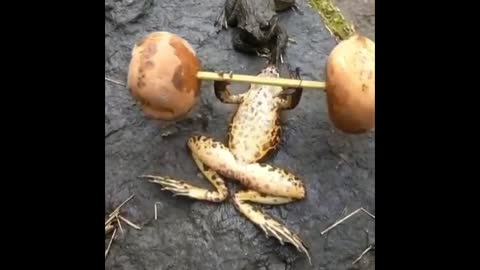 Frog Working Out