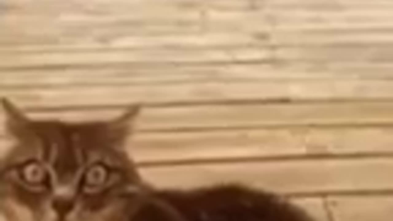 cat funny video