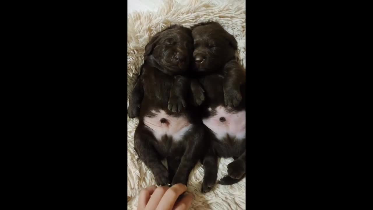 Labrador puppies adorably nap together