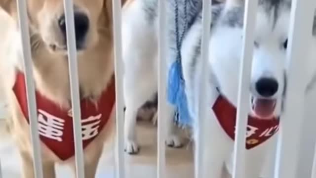 Funny Dog Videos Try Not To Laugh Impossible With Troll Prank Cute Dogs