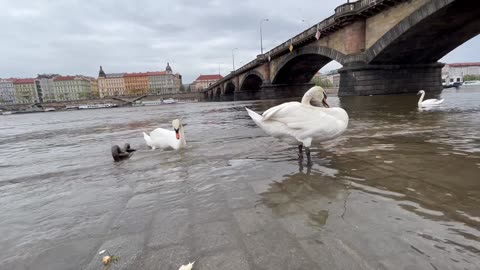 Czech - Чехия