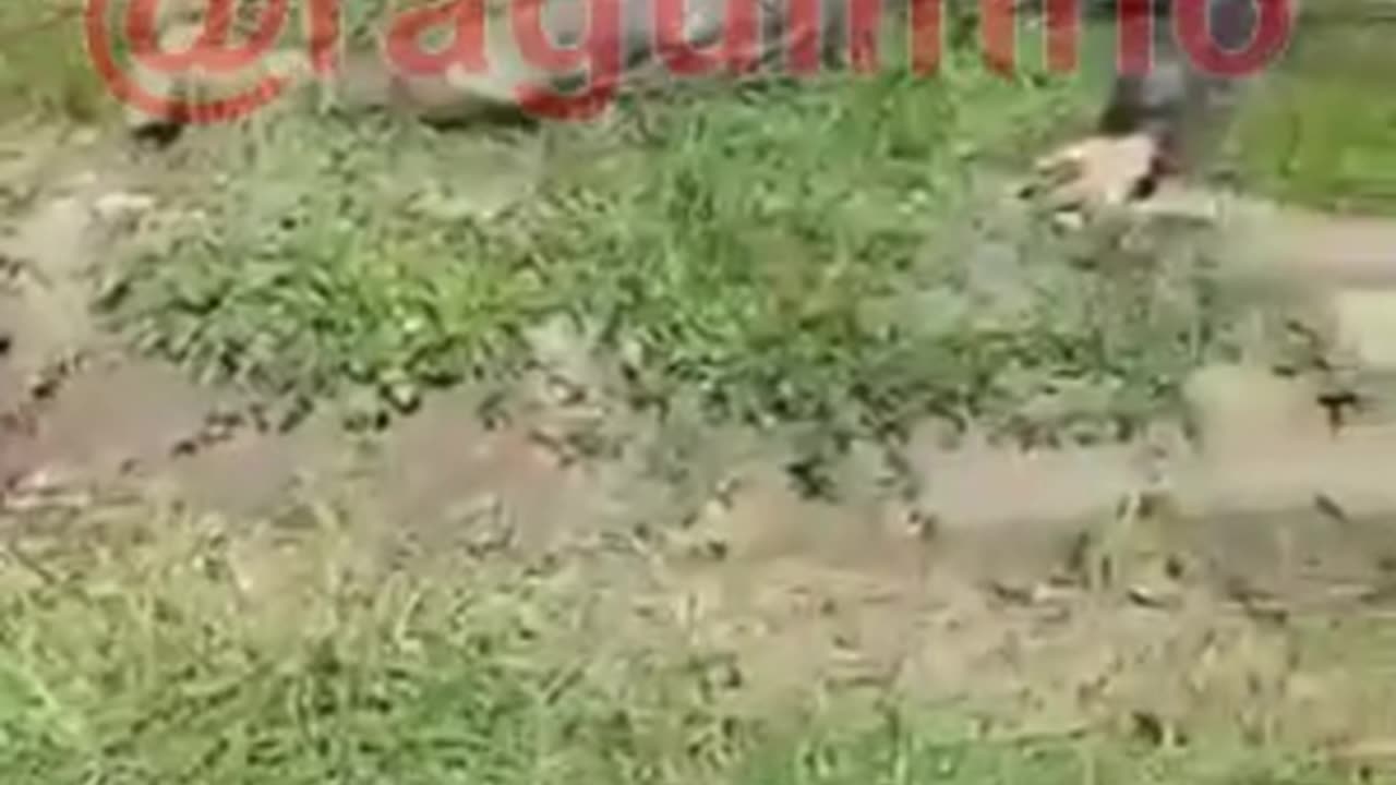 Ukrainian Assault squad finished off by Russian soldiers - strictly 18+