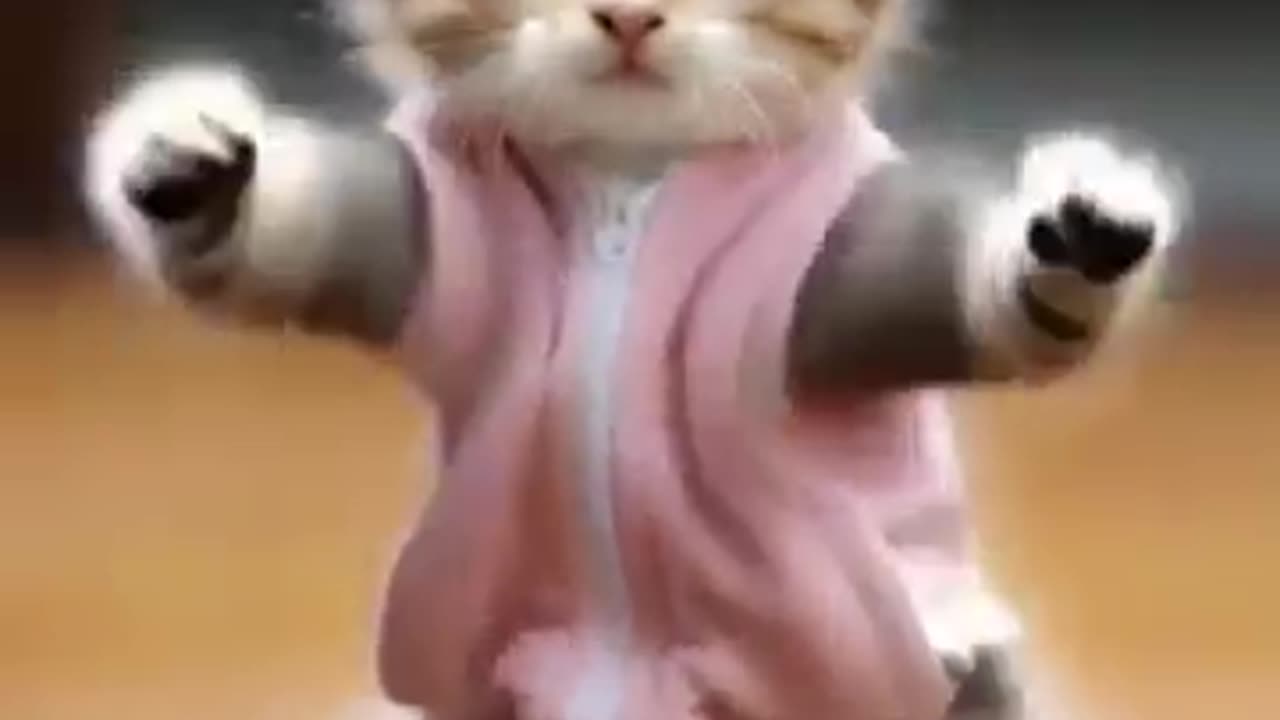 funny cat video 😂😂🤣#funnycat#shortvideo#catlover#catdancing#shortsfeed#shortscat