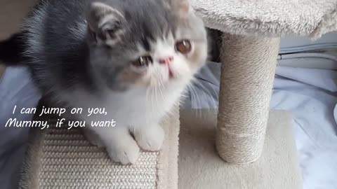 Kitten love bites - super cute 😻 My kitten likes nibbling my fingers 😹😹😹