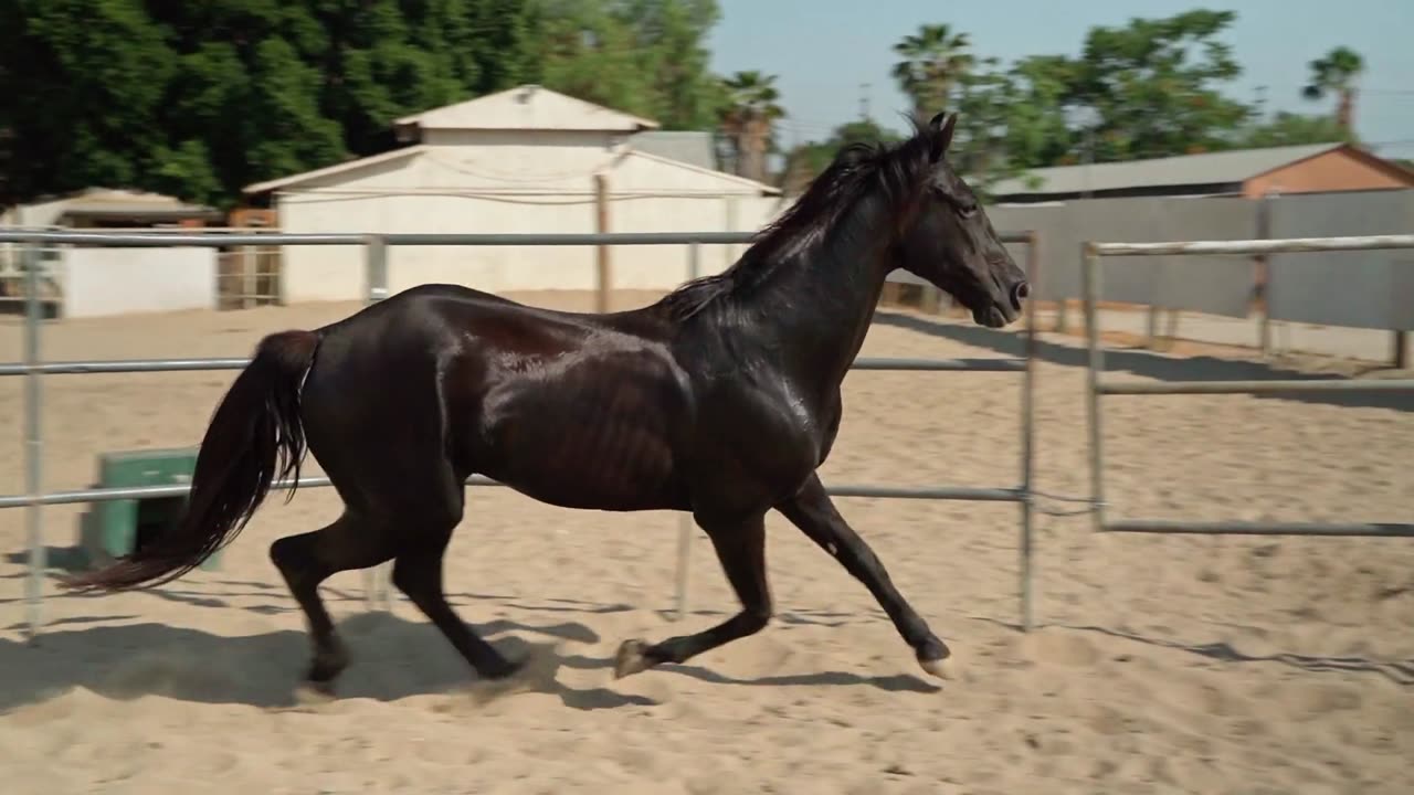 black horse running on farm #wildcc