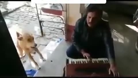 Doge in boy song entertainment in funny video