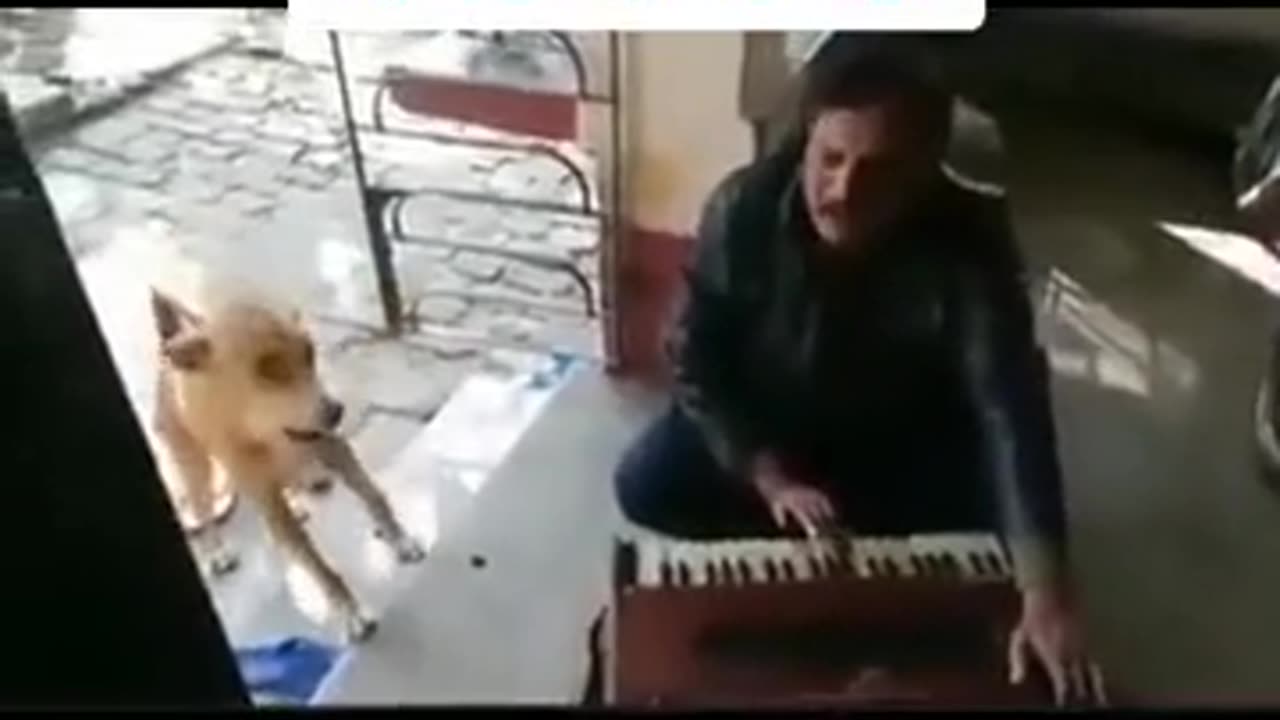 Doge in boy song entertainment in funny video