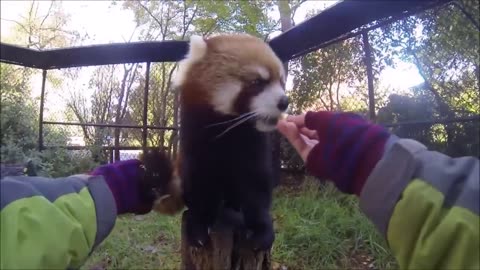 Most Adorable Red Panda - CUTEST Compilation