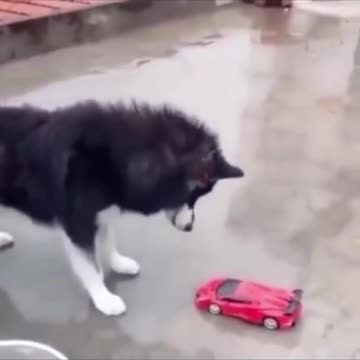 Funny animal videos 😂