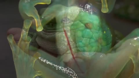 Mirror| Affected Collective|Who is KEK? Memetic Magic