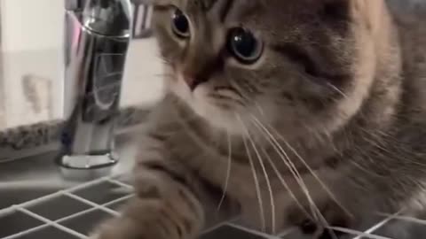 Funny animal