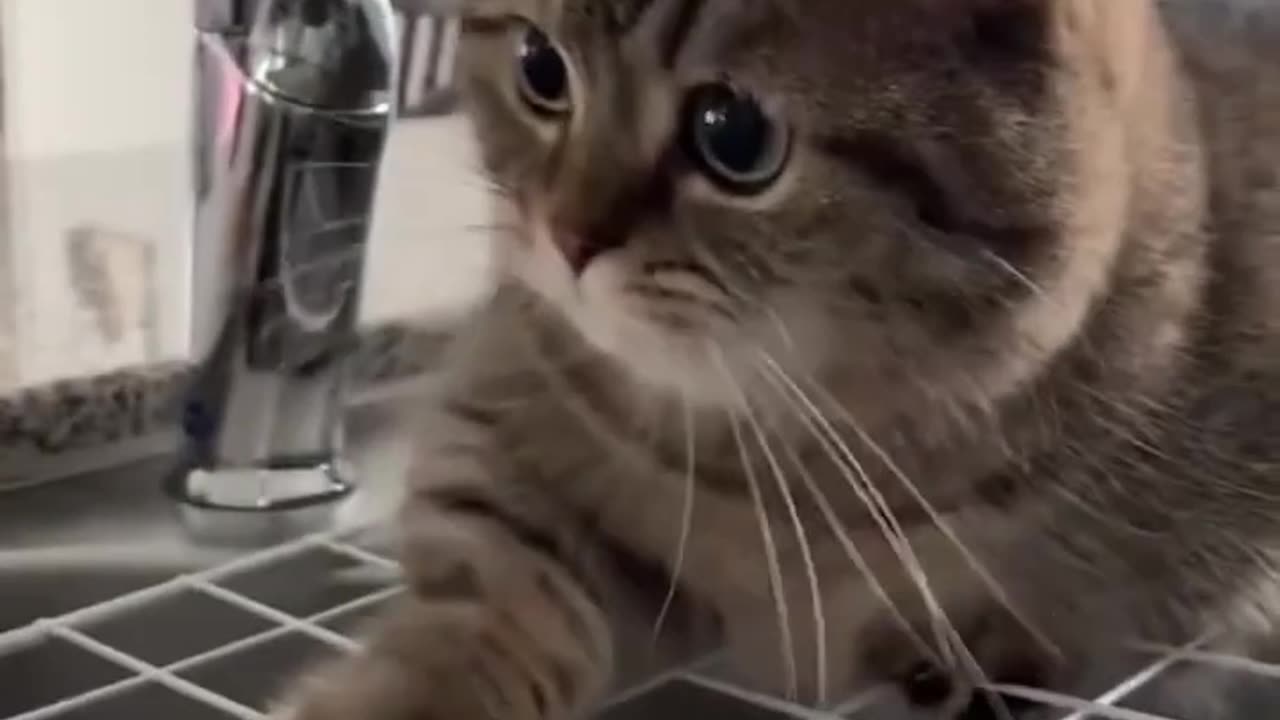 Funny animal