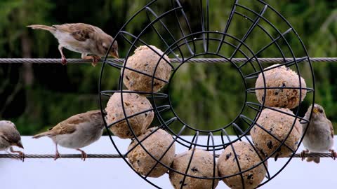 Funny bird eating