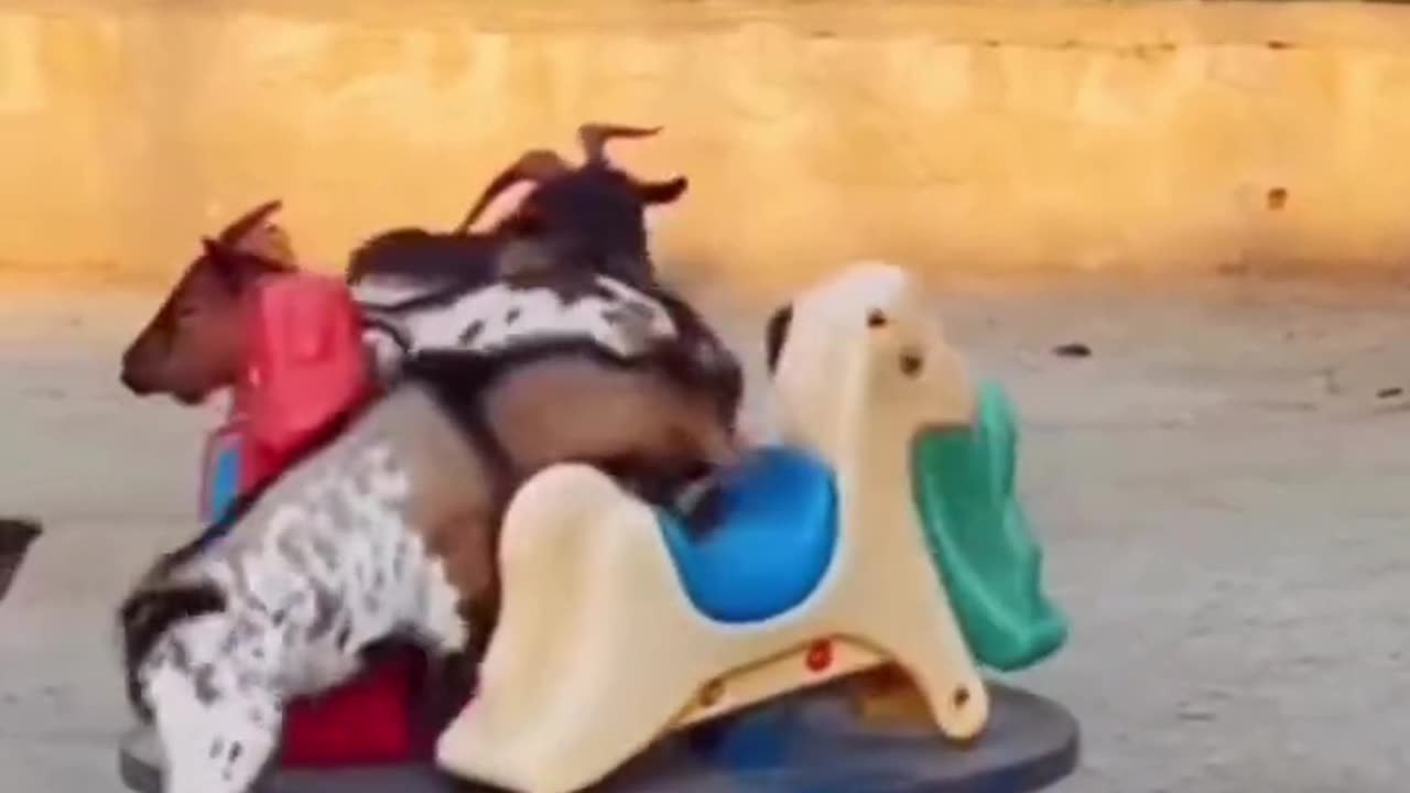 Goats Enjoying Rollercoaster