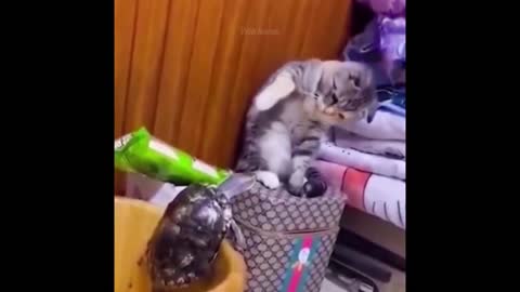 FUNNY ANIMAL VIDEOS