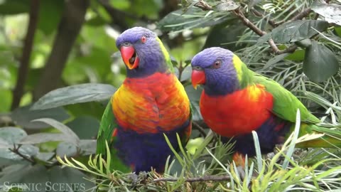 Exotic Birds 4K Beautiful Bird Sounds In Rainforest jungle Sounds