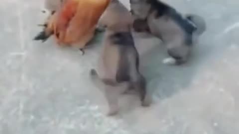 Little_dogs_vs_chicken_cute_fight