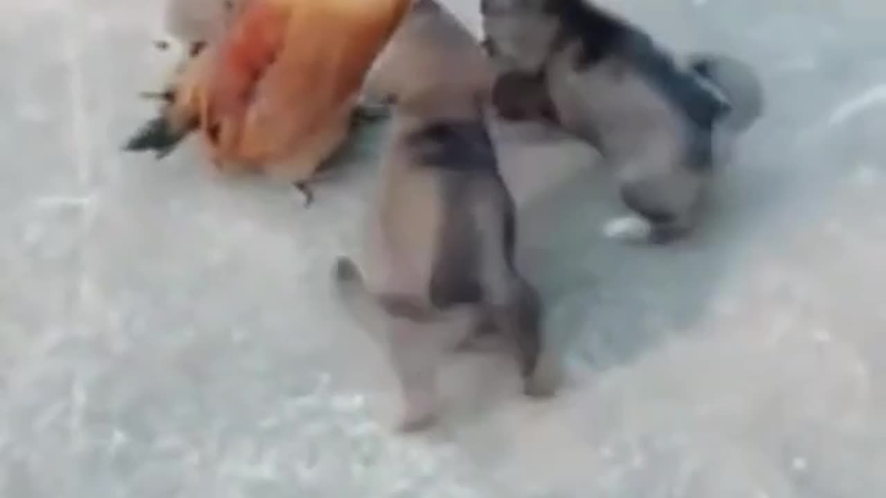 Little_dogs_vs_chicken_cute_fight