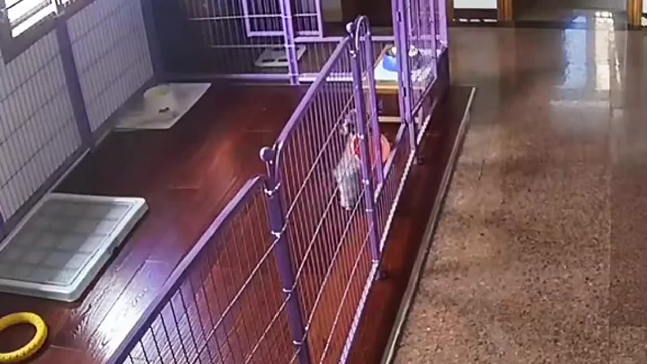 Funny Puppy
