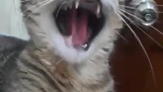 Cat imitating lion