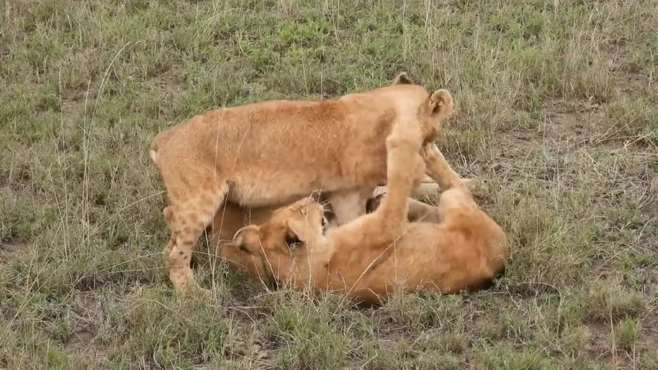 WHAT ARE THEY DOING ACTUALLY 😱 || THREE LIONESSES IN THE FIELD 🤔