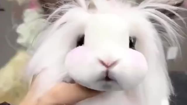 Be good friends with animals