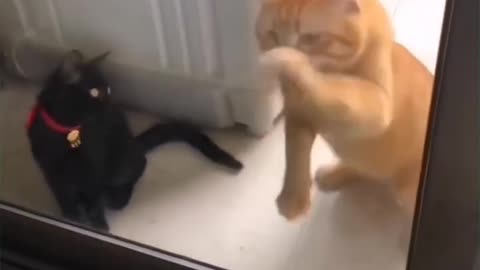 Cats Being Cats