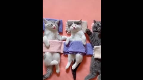 The Best Funny Cat Videos Of The 2023 - Funny Cats Compilation #05