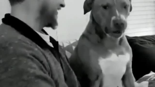 Funniest Dogs And Cats Videos 😅 - Best Funny Animal Videos 2023 😇 #4