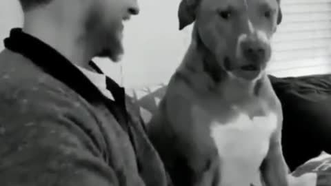 Funniest Dogs And Cats Videos 😅 - Best Funny Animal Videos 2023 😇 #4
