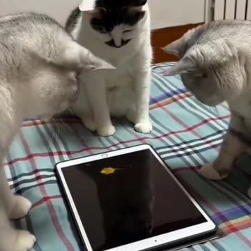 In Millennial Times, Cats can even play Together