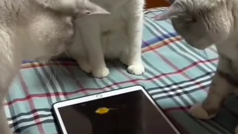 In Millennial Times, Cats can even play Together