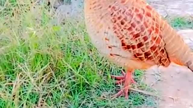Beautiful partridge voice