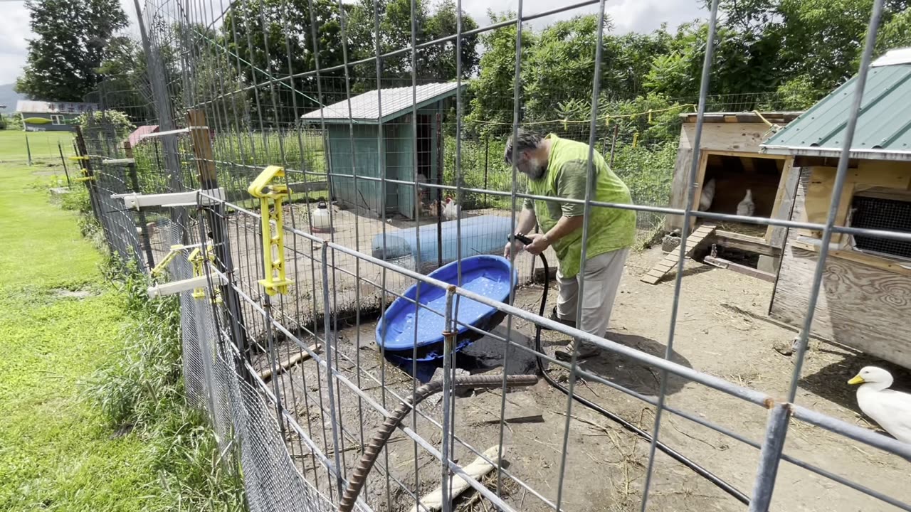 Chickens, Duck's New Pond and garden update