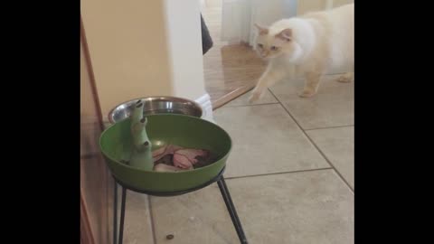 Fake Toy Hand Scares Cat