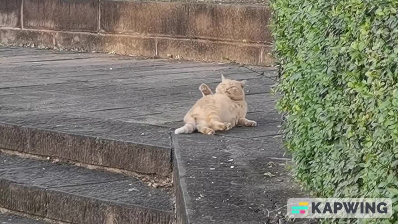 Fat Ginger Cat Gives Up