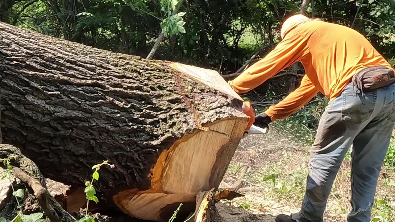 Digging a black walnut tree before cutting it - Narrated