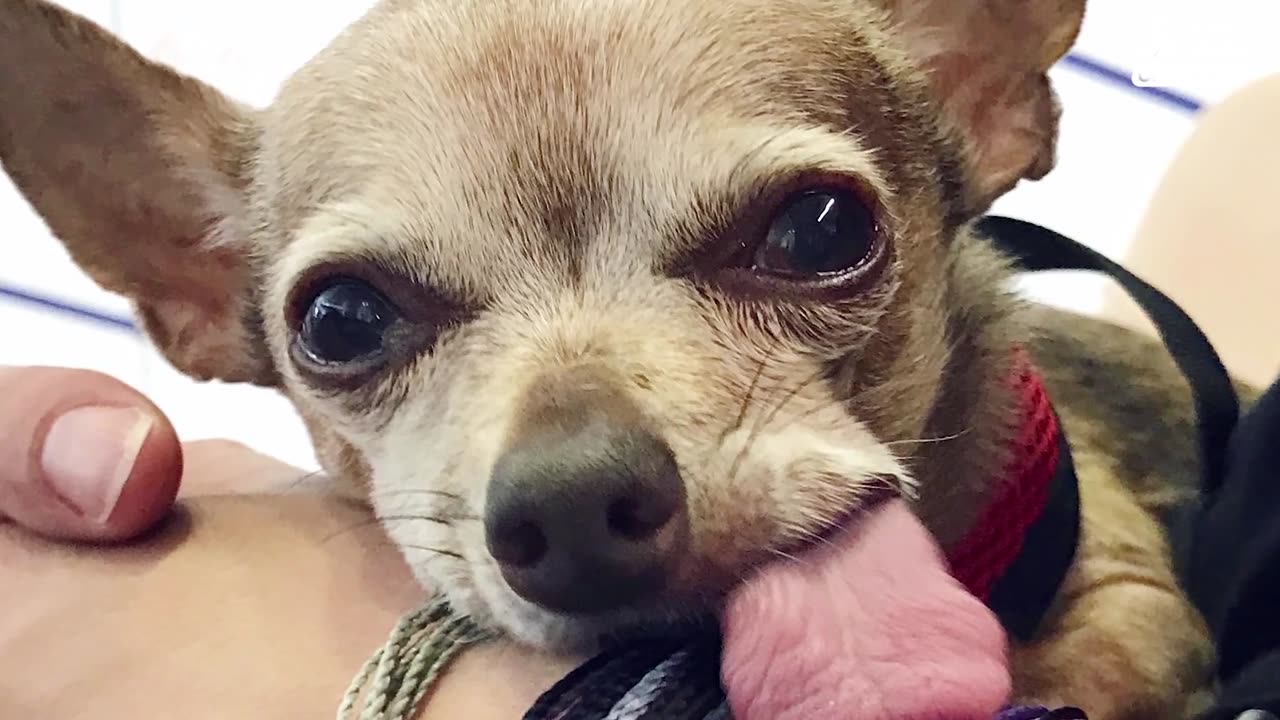 Special Chihuahua Dog Gets AWESOME Birthday Party | The Dodo Party Animals