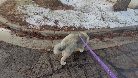 Pixie's 8th Day With Drew - Caucasian Ovcharka Dog - Caucasian Shepherd