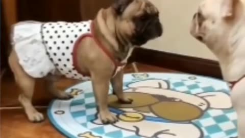 Funny cats and dogs