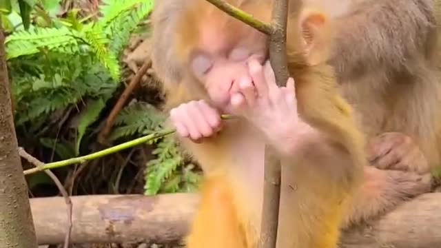 Baby monkey newborn cute animals and Mom 6