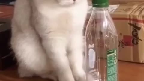 Smart Cat 😂😂 - How Strong Is The Cat’s Desire To Survive cat is scared of the boss