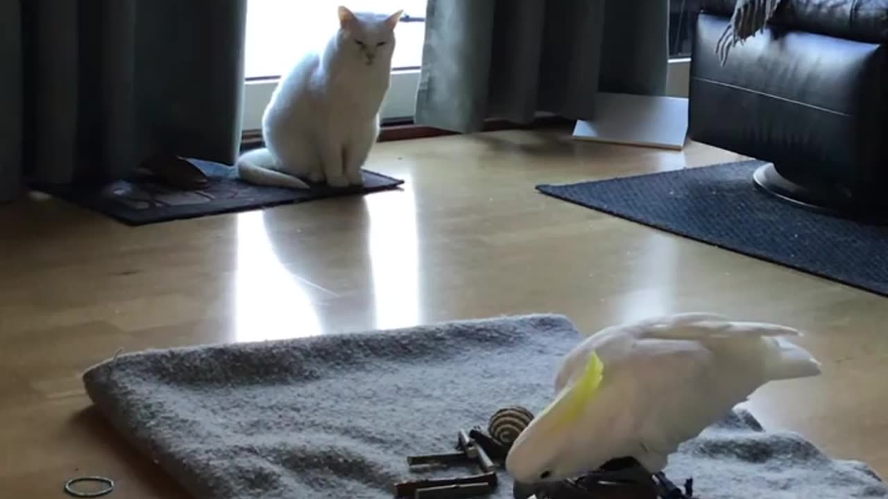 Funny parrot |cockatiel parrot | Funny birds | Funny animals