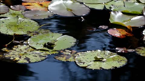 Frog jump
