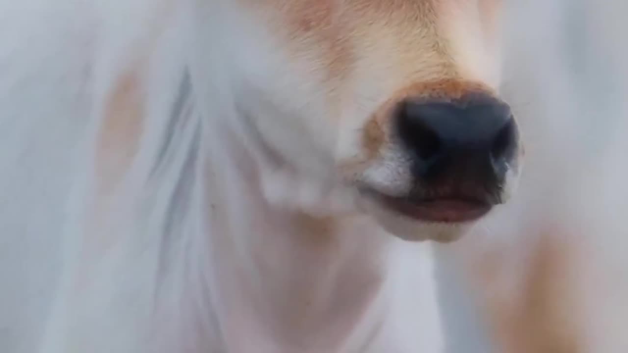 Animal Video | Cute Animal Video |